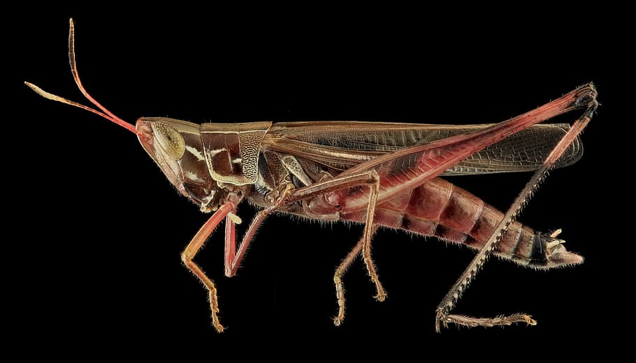 hopper, grasshopper, admirable, animal, wild, nature, insect HD wallpaper