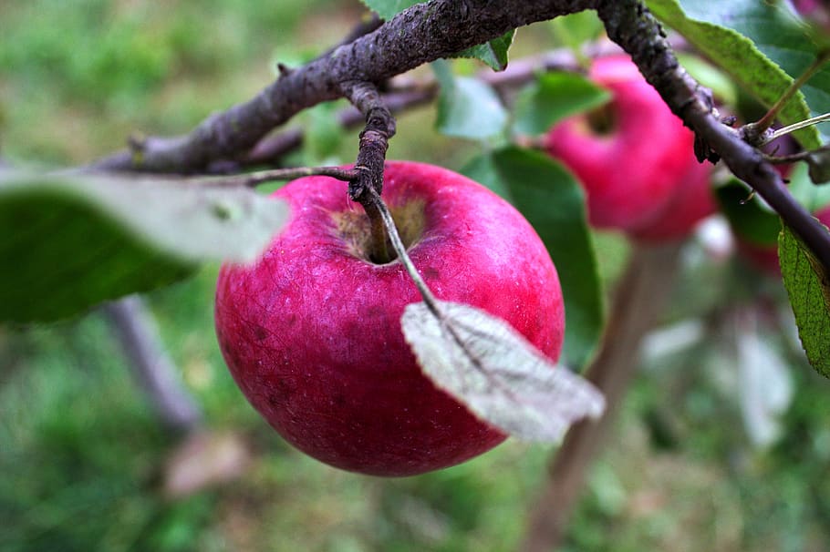 apple, nature, beauty, red, harvest, vitamins, nutrition, tree HD wallpaper