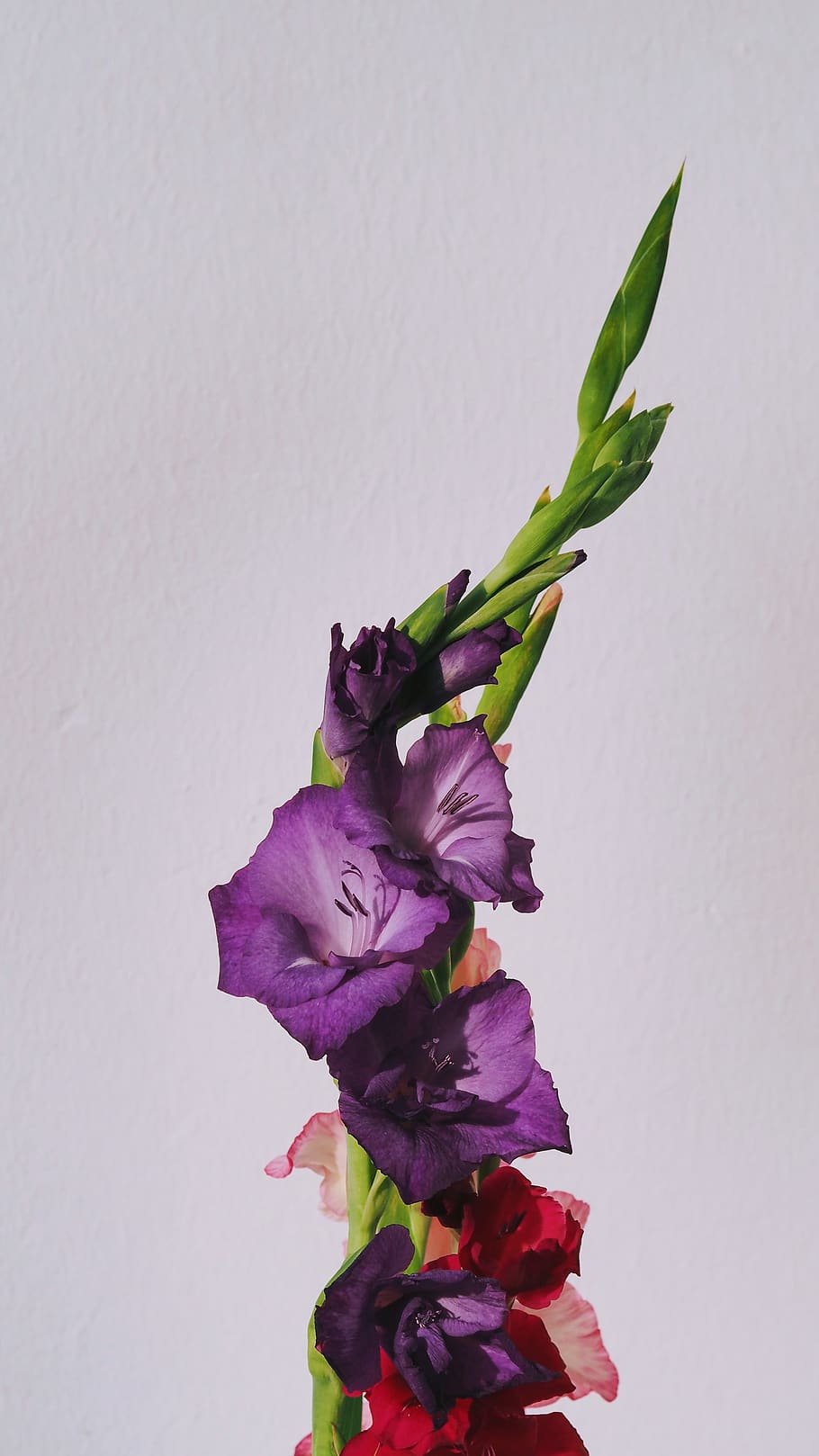 studio shot, flowering plant, freshness, fragility, vulnerability HD wallpaper