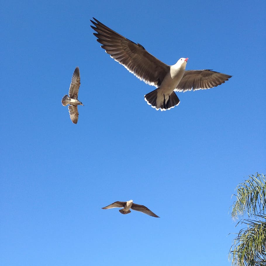 bird, fly, white, high, height, altitude, flying, animal themes HD wallpaper