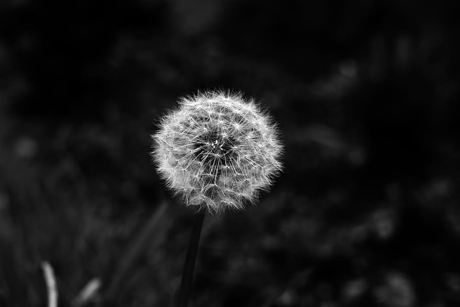 dandelion, nature, foreground, flower, plant, freshness, fragility HD wallpaper