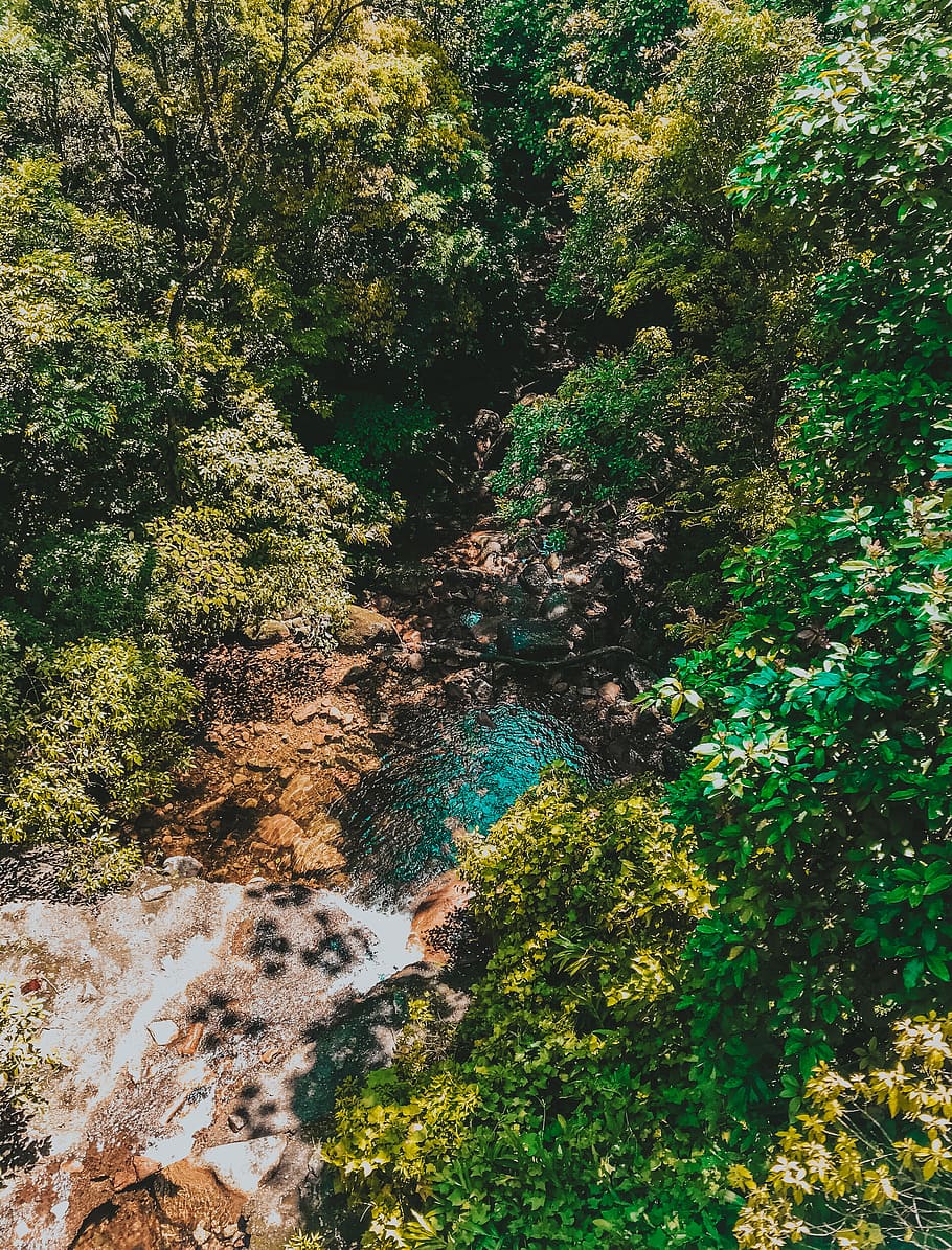 Pond Surrounded by Trees, blue, blue lagoon, daylight, environment HD wallpaper