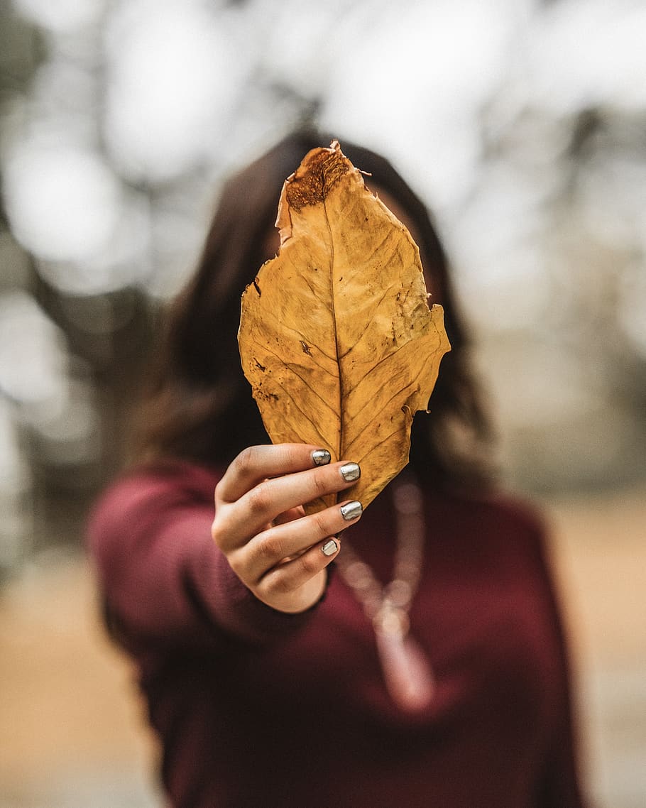Woman Holding Dry Leaf, macro, human hand, one person, plant part HD wallpaper
