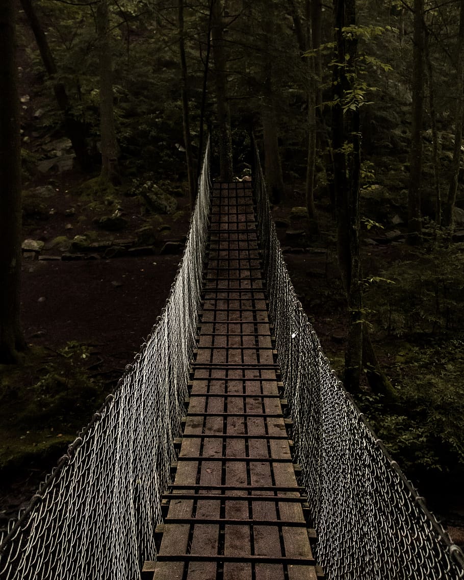 bridge towards forest, tree, plant, the way forward, direction HD wallpaper