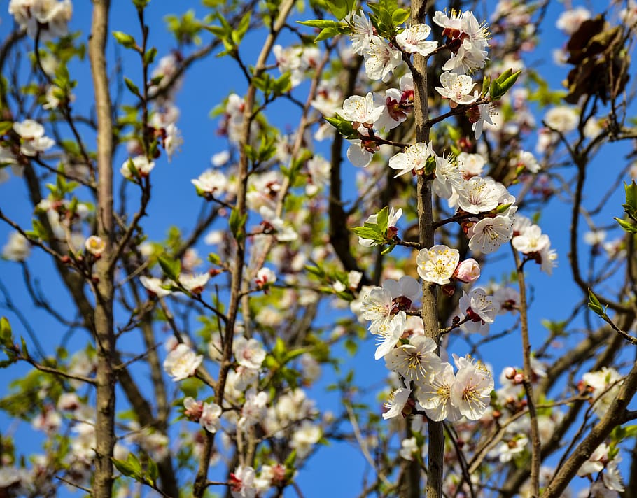 spring, blooming, blossom, plant, nature, flower, summer, petals HD wallpaper