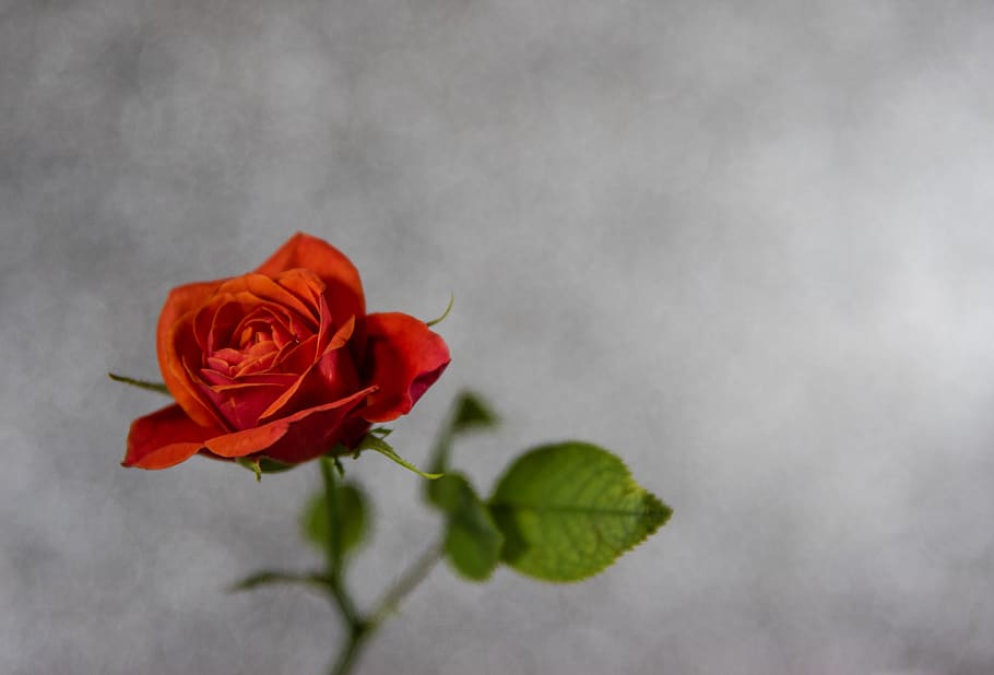 Red Rose, background, beautiful, bloom, blooming, blossom, bright HD wallpaper