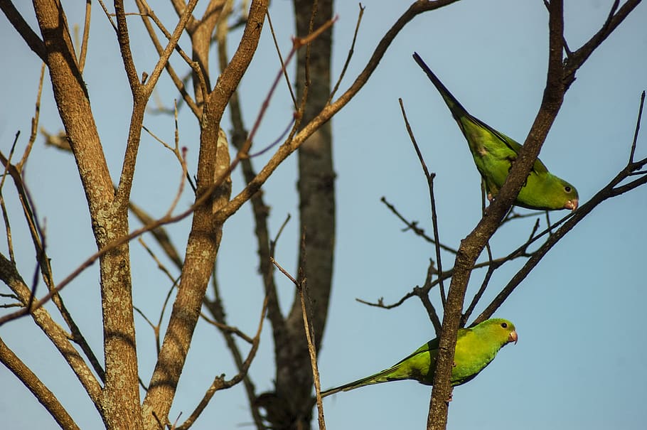 peruibe, brazil, trunk, green, blue, brown, birds, periquito rico, HD wallpaper