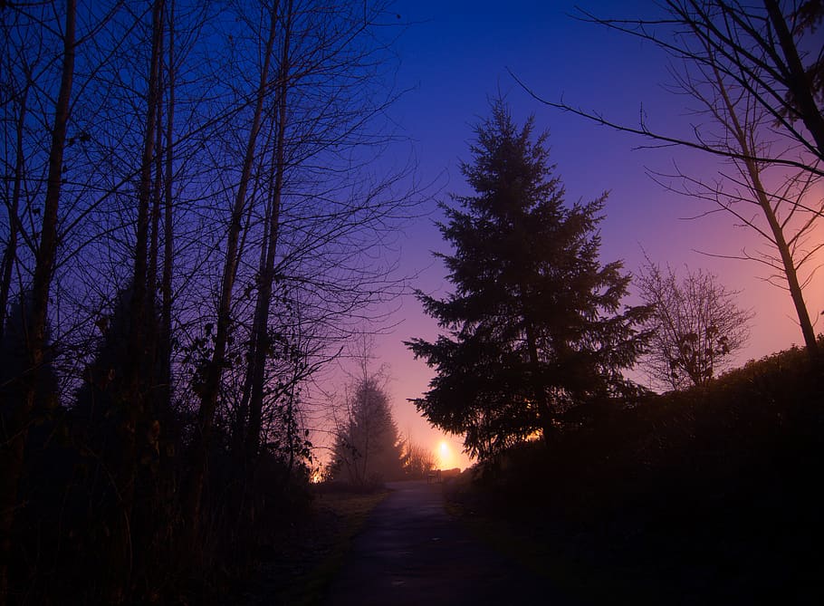pathway inline of trees, plant, nature, outdoors, abies, fir HD wallpaper