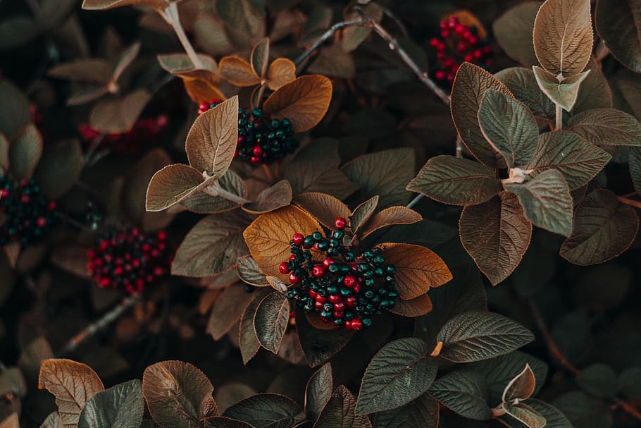 flowers with leaves, plant, blossom, leaf, acanthaceae, tree HD wallpaper