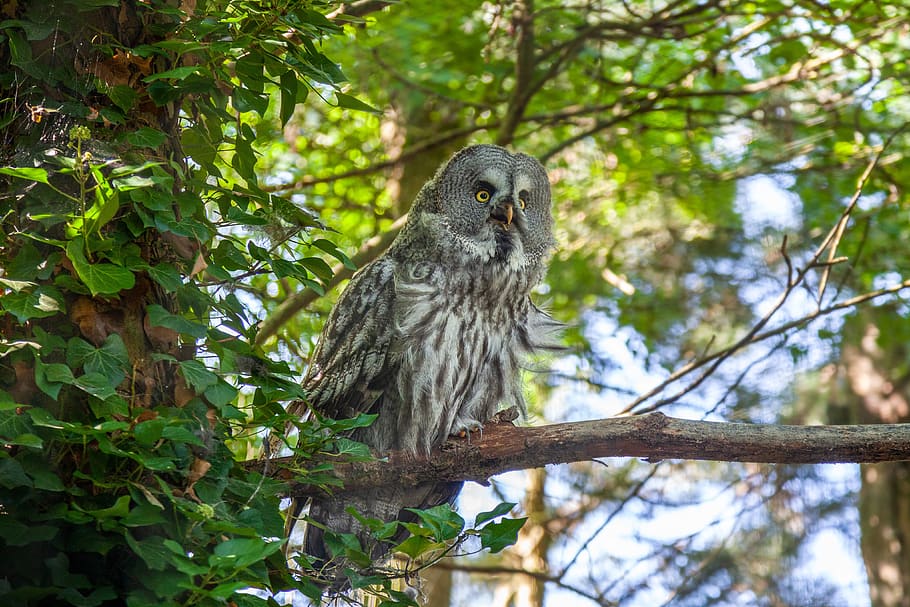 owl, grey, forest, bird, feathers, nature, wild, beak, eyes HD wallpaper