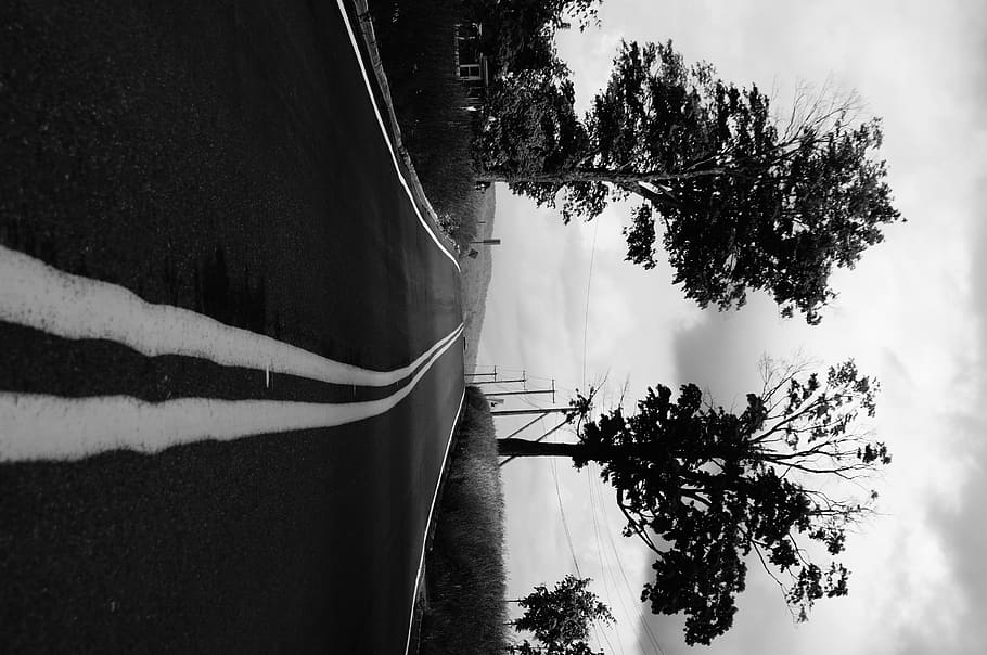canada, québec, travel, explore, trees, blackandwhite, photography HD wallpaper