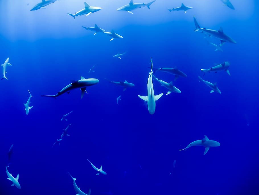 animal, sharks, aquarium, fish, ocean, sea, swimming, turquoise HD wallpaper