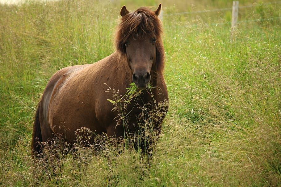 horse, spring, meadow, pasture, green, grass, nature, mare HD wallpaper