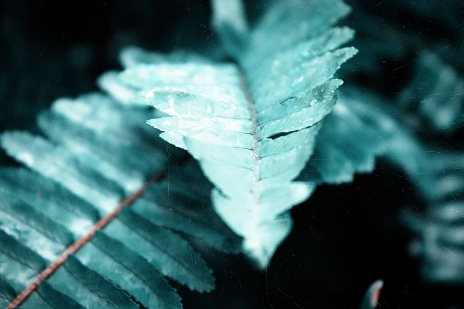 Macro Photography Of Fern Leaves, 4k wallpaper, blur, blurry