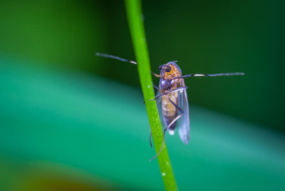 Mosquito Perched on Leaf, bug, fly, insect, little, macro, one animal HD wallpaper