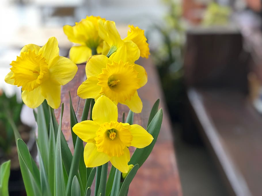 flower, narcissus, easter, flowering plant, yellow, freshness HD wallpaper