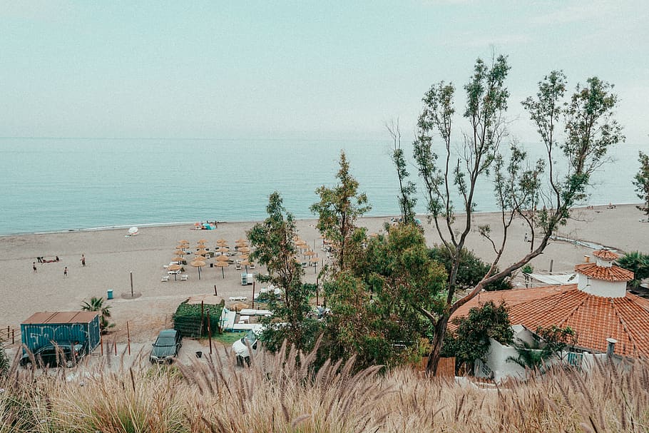 Trees By The Beach, ocean, sand, sea, seashore, water, plant HD wallpaper