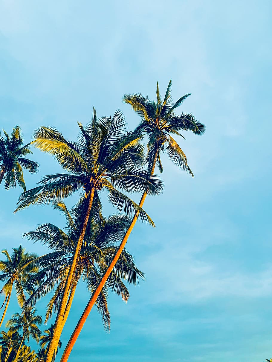 HD wallpaper: coconut trees under blue sky during daytime, summer,  arecaceae | Wallpaper Flare