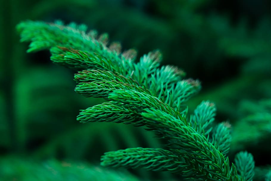 tree, leaves, branches, plants, nature, fern, green color, close-up HD wallpaper