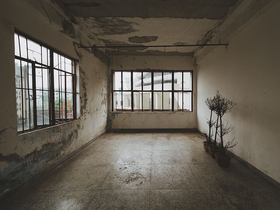plants inside white building, window, abandoned, architecture HD wallpaper