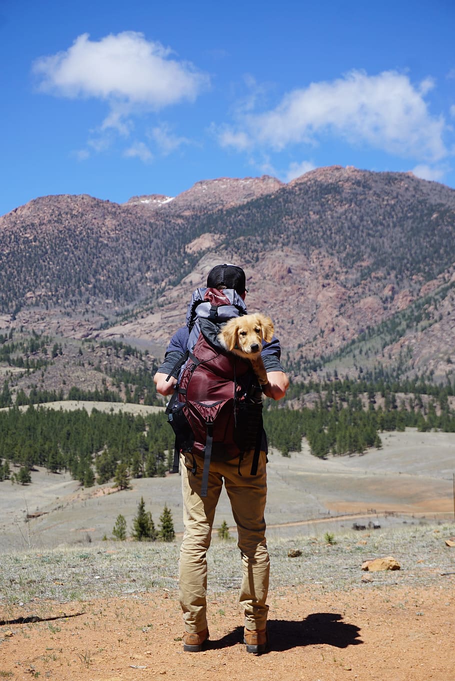 Person Carrying Red Backpack With Yellow Labrador Retriever Puppy Walking to the Forest HD wallpaper