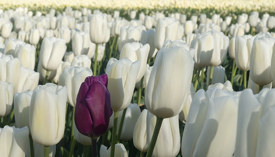 tulp, tulip, netherlands, nederland, holland, white, red, flower, HD wallpaper