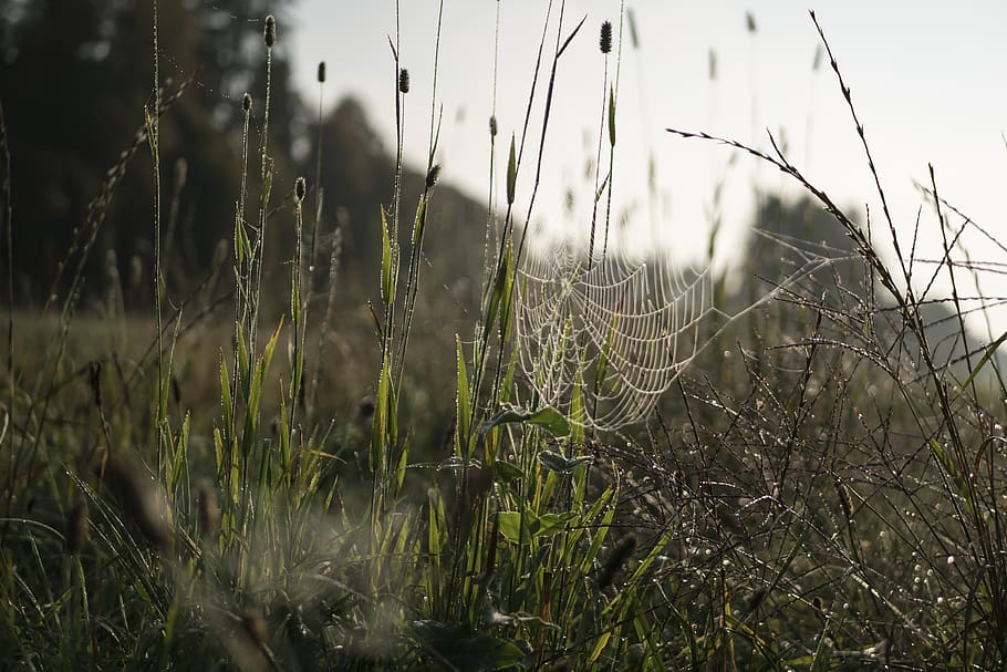 morning, dew, cobweb, drip, raindrop, light, fresh, morgentau HD wallpaper