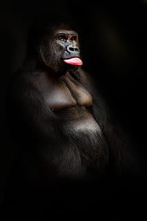 gorilla, monkey, primate, animal, portrait, face, facial expression HD wallpaper