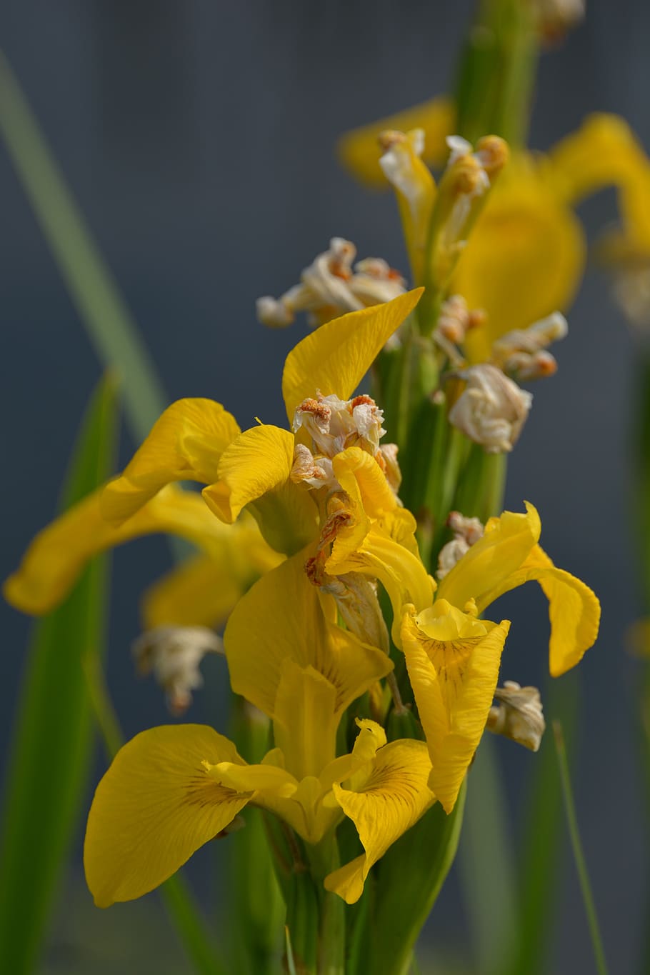flower, yellow, spring, sunny, flowering plant, fragility, vulnerability HD wallpaper