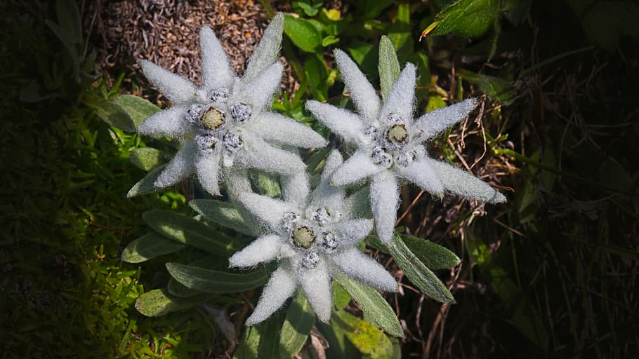 Edelweiss 1080P, 2K, 4K, 5K HD wallpapers free download | Wallpaper Flare