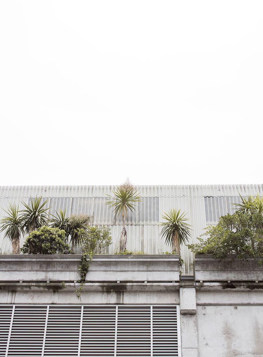 white painted building under white sky, plant, tree, palm tree HD wallpaper