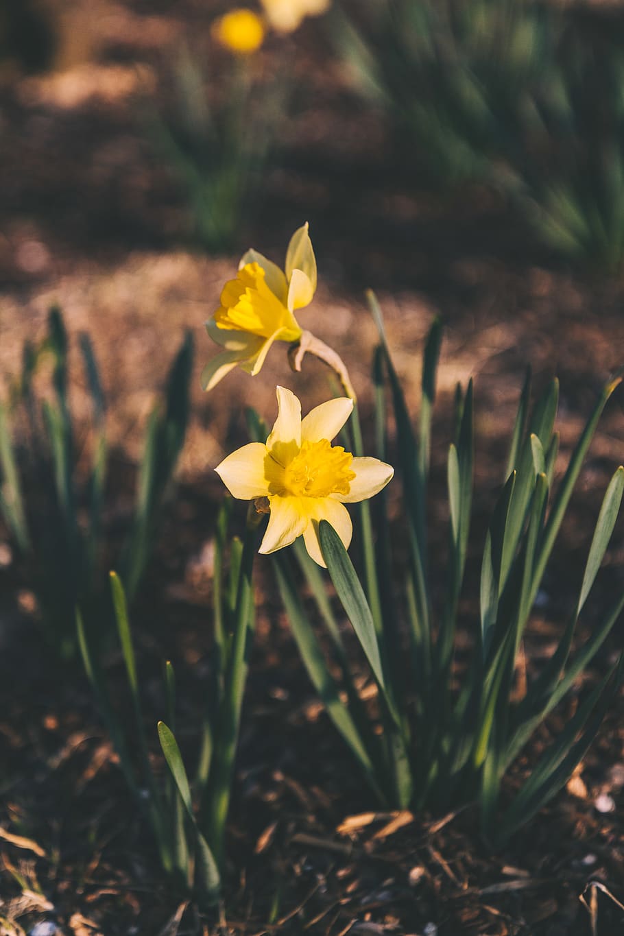 yellow petaled flower, plant, blossom, daffodil, amaryllidaceae, HD wallpaper