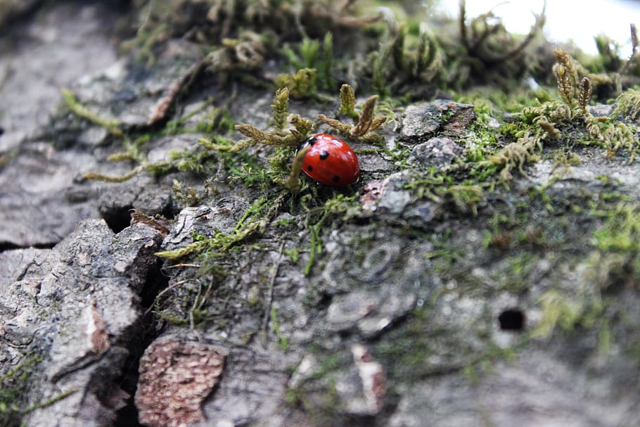 india, almora, selective focus, beetle, ladybug, day, red, animal HD wallpaper