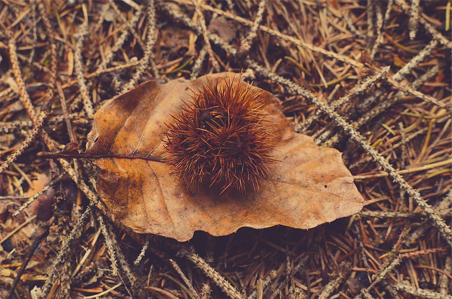 brown, leaf, ground, sticks, nature, dry, close-up, plant, land HD wallpaper