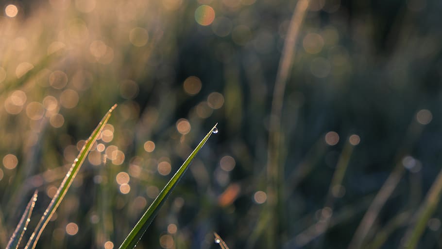dewdrop, grass, green, water, bokeh, plant, growth, no people HD wallpaper