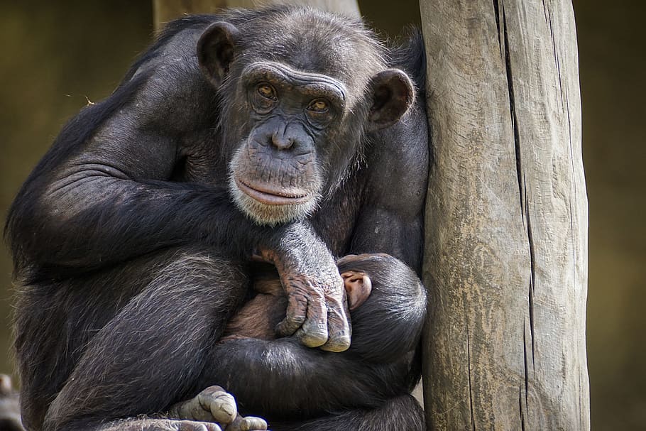 chimpanzee, monkey, ape, mammal, zoo, primates, portrait, creature HD wallpaper