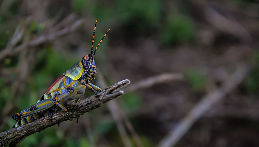 grasshopper, nature, insect, green, summer, animal, jump, insects HD wallpaper