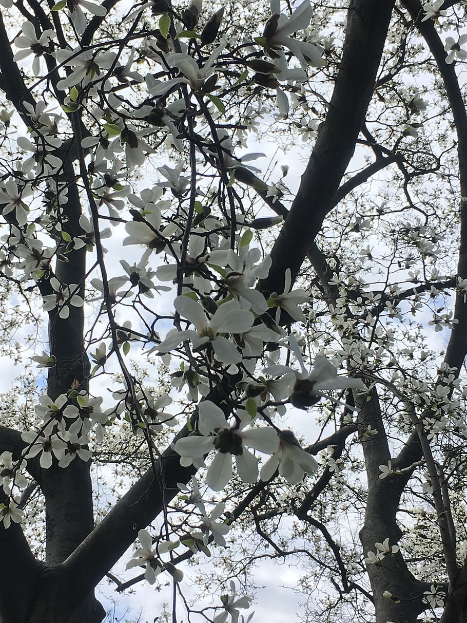 austria, vienna, spring, tree, white flower, plant, growth HD wallpaper
