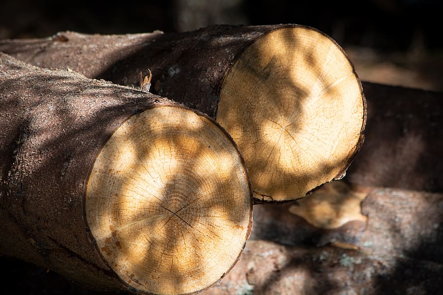 tree trunks, nature, wood, section, cutting, forest, close up HD wallpaper