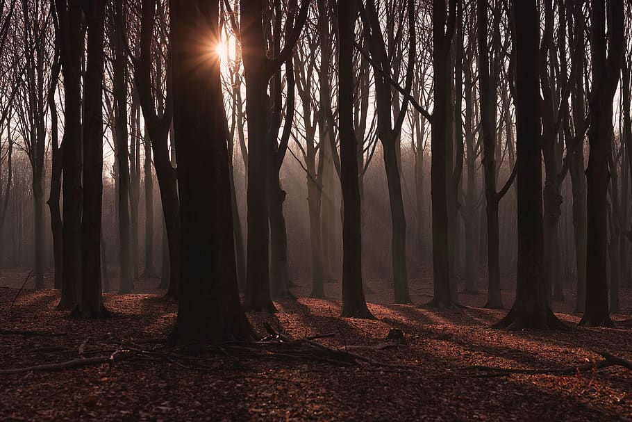 forest, woods, nature, camp, hike, sun, tree, trunk, tree trunk HD wallpaper
