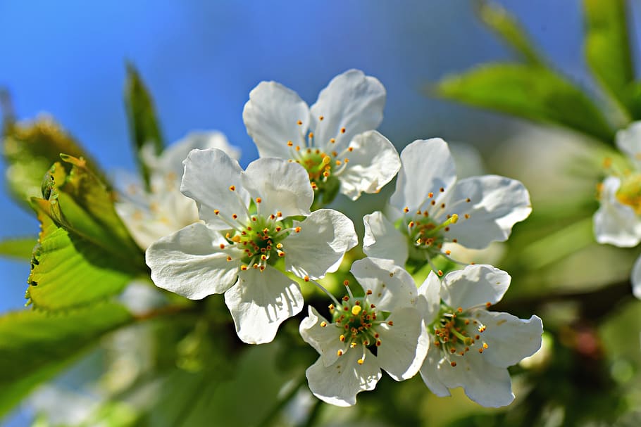 Hd Wallpaper Apple Blossom Flower Tree Branch White Pistil Petal Orchard Wallpaper Flare