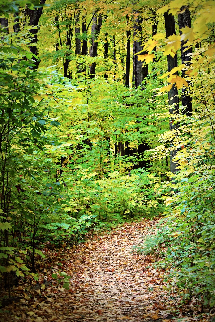 leading, trail, forest, trees, plant, growth, tranquility, land HD wallpaper