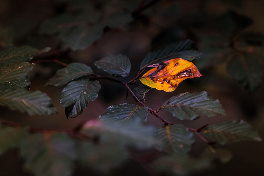 nature, leaf, autumn, alone, autumn colours, orange, yellow HD wallpaper
