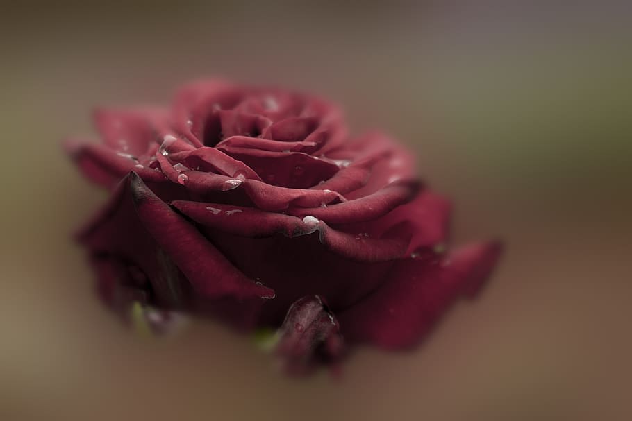 rose, red, flower, bloom, romance, nature, love, romantic, beauty HD wallpaper