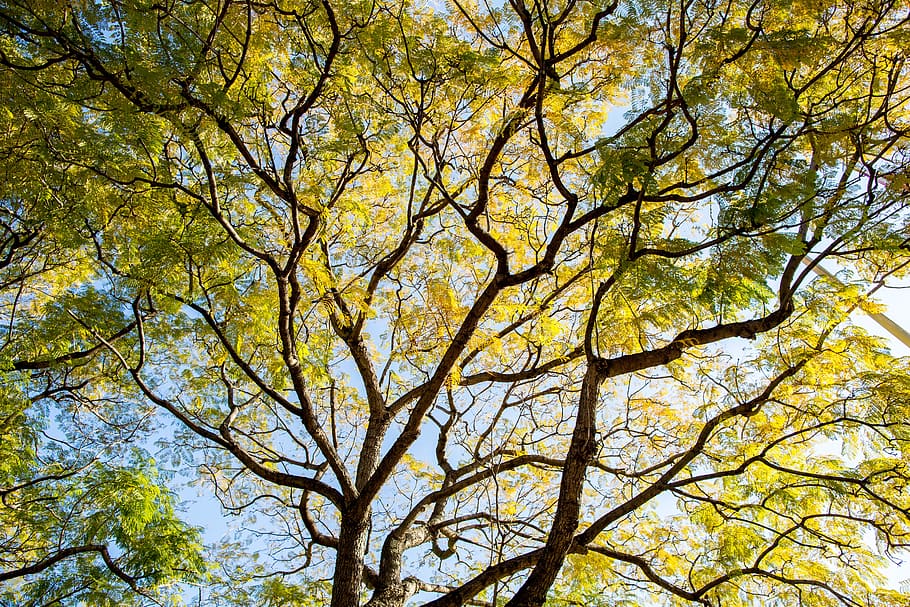 spring, sydney, green, yellow, nature, sky, outdoor, travel HD wallpaper