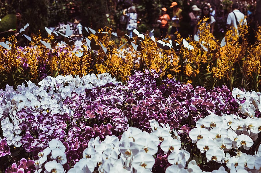 singapore, gardens by the bay, flowers, orchid, showcase, exhibit, HD wallpaper