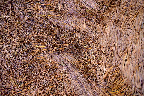 forest floor, pine needle, full frame, plant, day, no people HD wallpaper