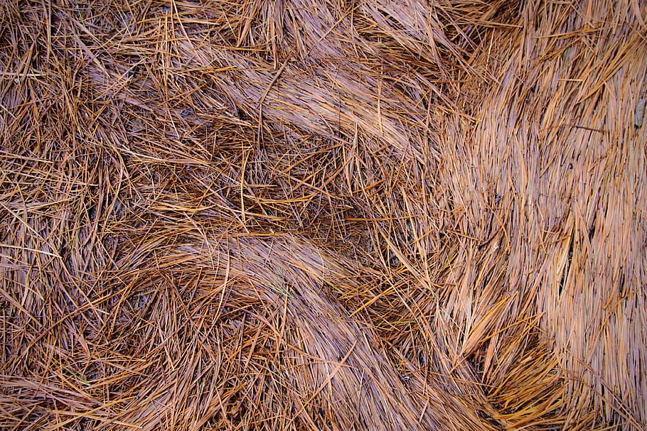 forest floor, pine needle, full frame, plant, day, no people HD wallpaper