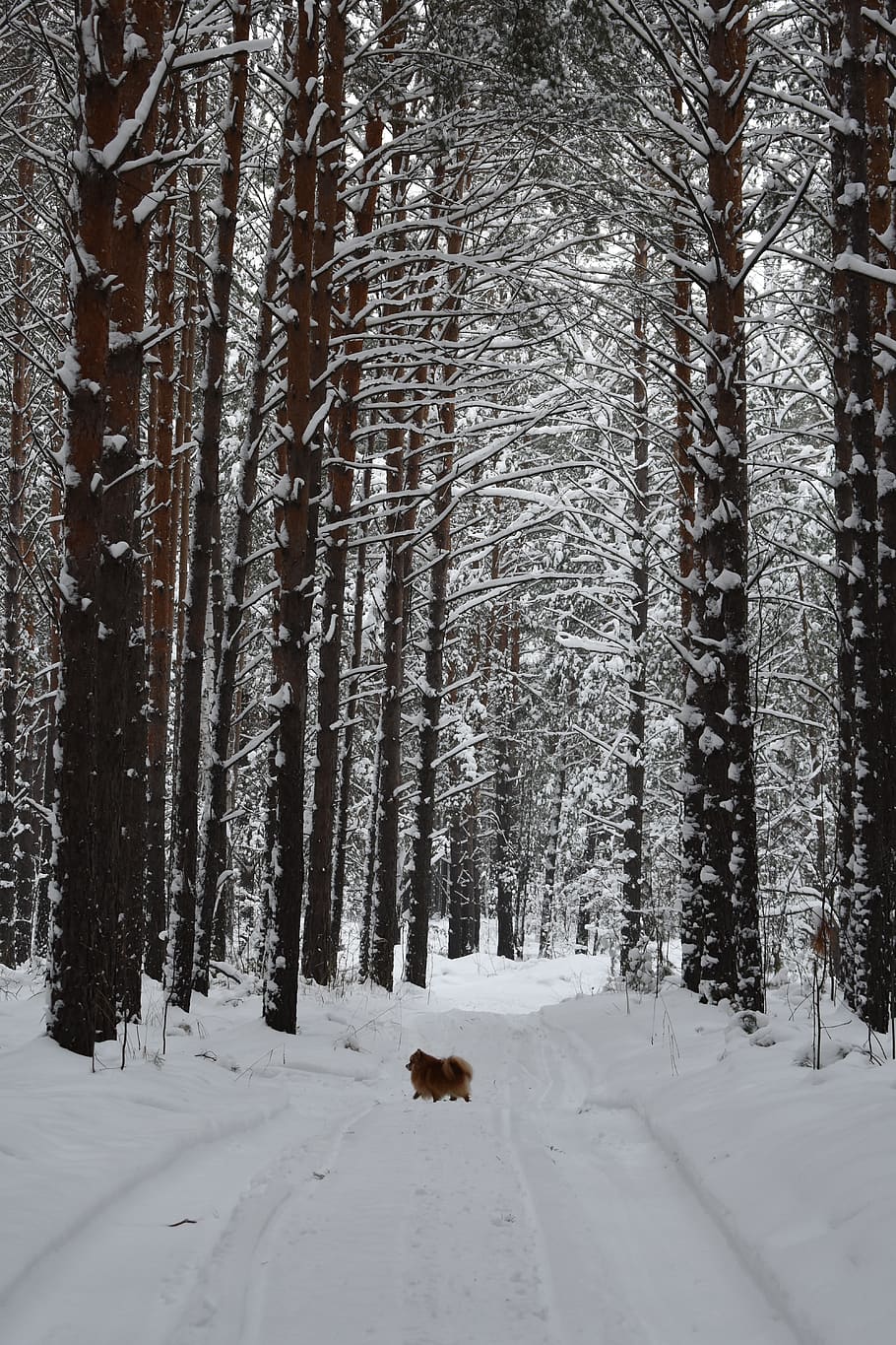 forest, snow, pine, winter, landscape, frost, forests, cold HD wallpaper