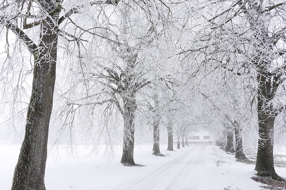 winter, snow, tree, cold, frost, weather, road, avenue, away HD wallpaper